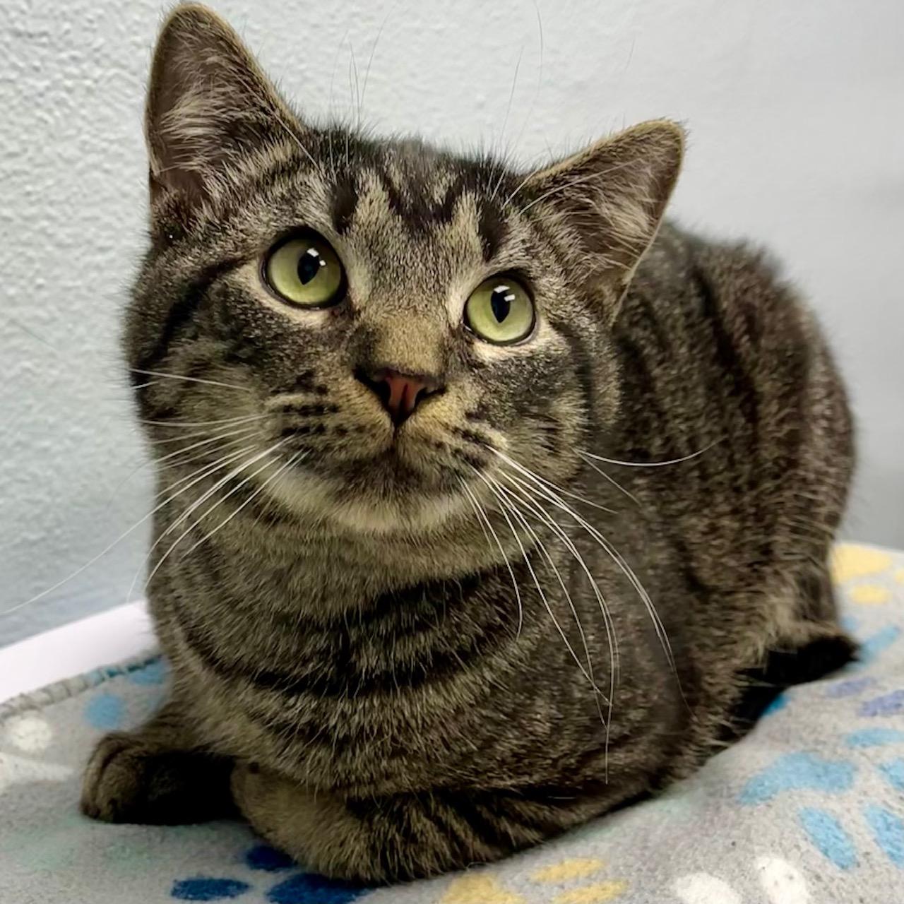 Enlarge Ralphie, a Adoptable mixed breed in Racine, WI image 3/4