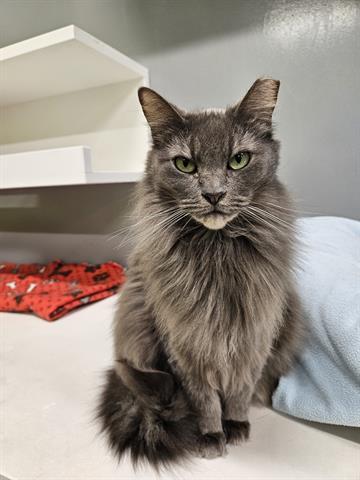 ANDREA, Adoptable, Adult Female Domestic Short Hair.