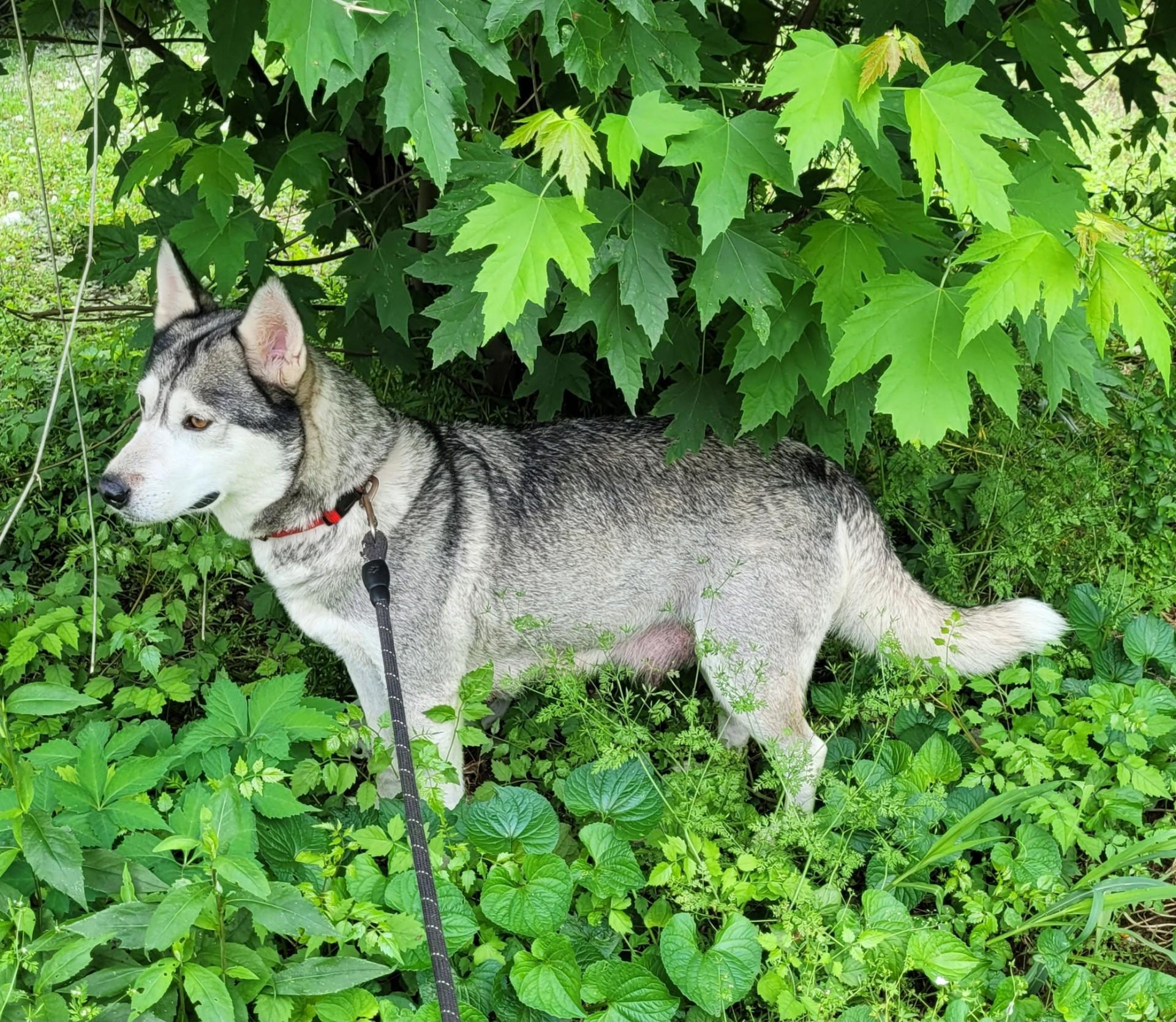 Flora, adoptable, Adult Female Siberian Husky.