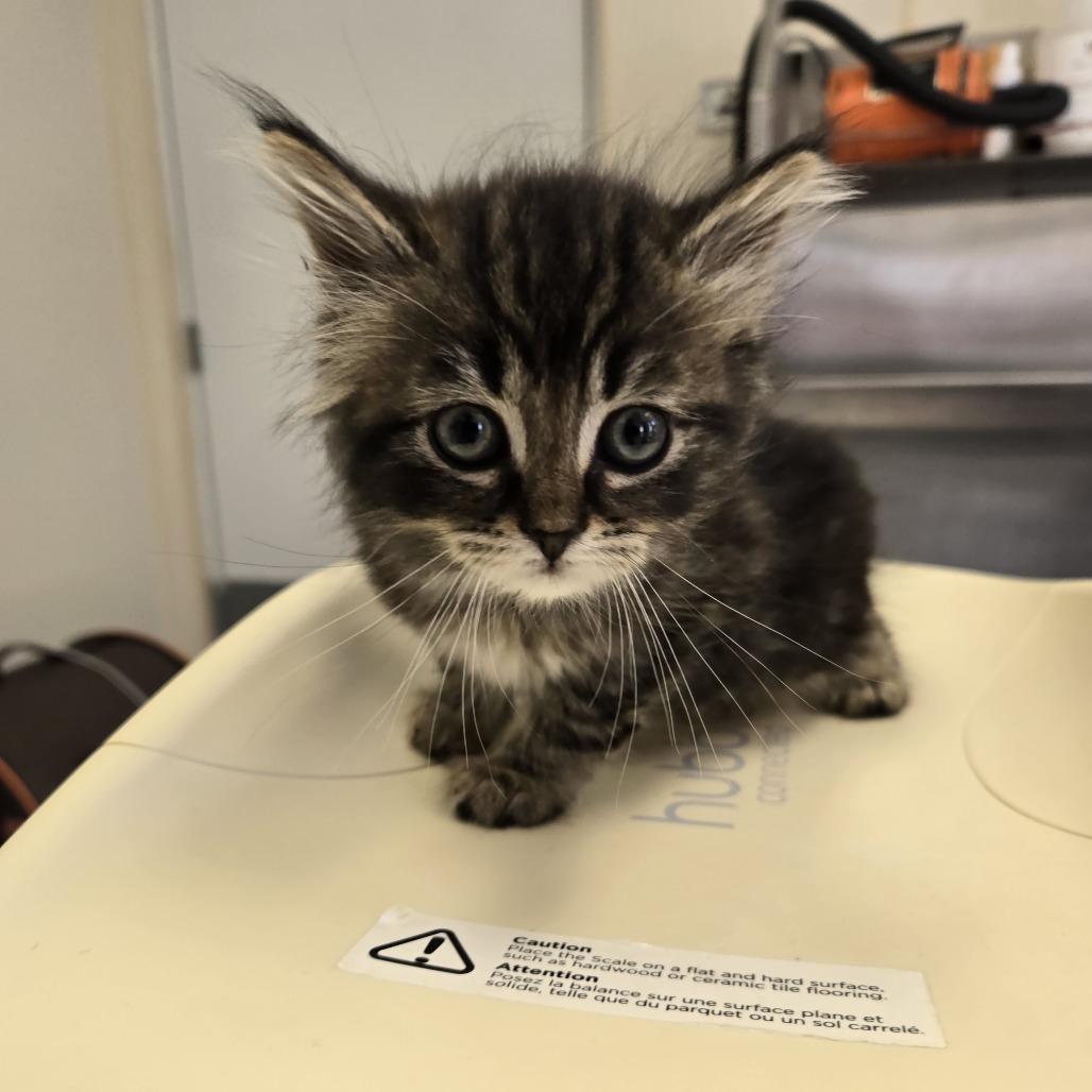 Emma 26-265, Adoptable, Kitten Female Domestic Long Hair.