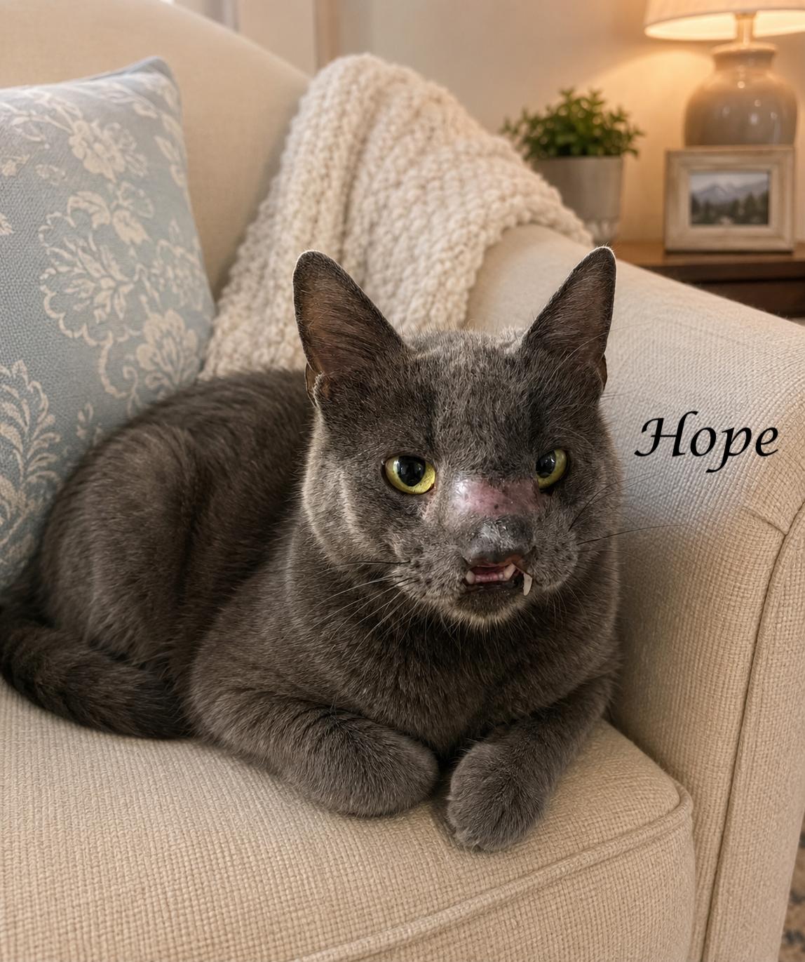 HOPE-ready to blossom!, ADOPTABLE, Adult Female Russian Blue.