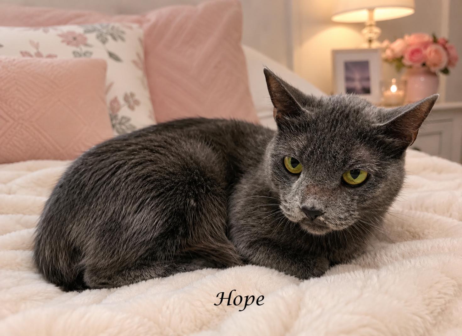 Enlarge HOPE-ready to blossom!, a ADOPTABLE mixed breed in Monrovia, CA image 2/3