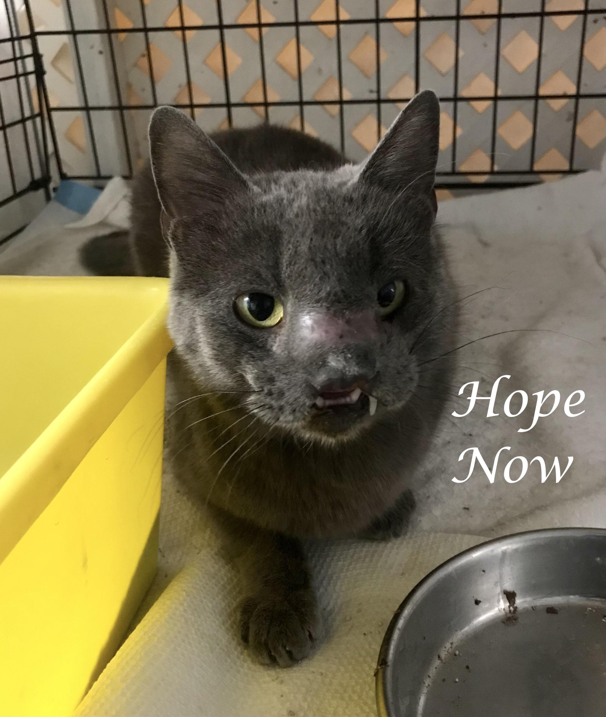 Enlarge HOPE, a ADOPTABLE mixed breed in Monrovia, CA image 1/3