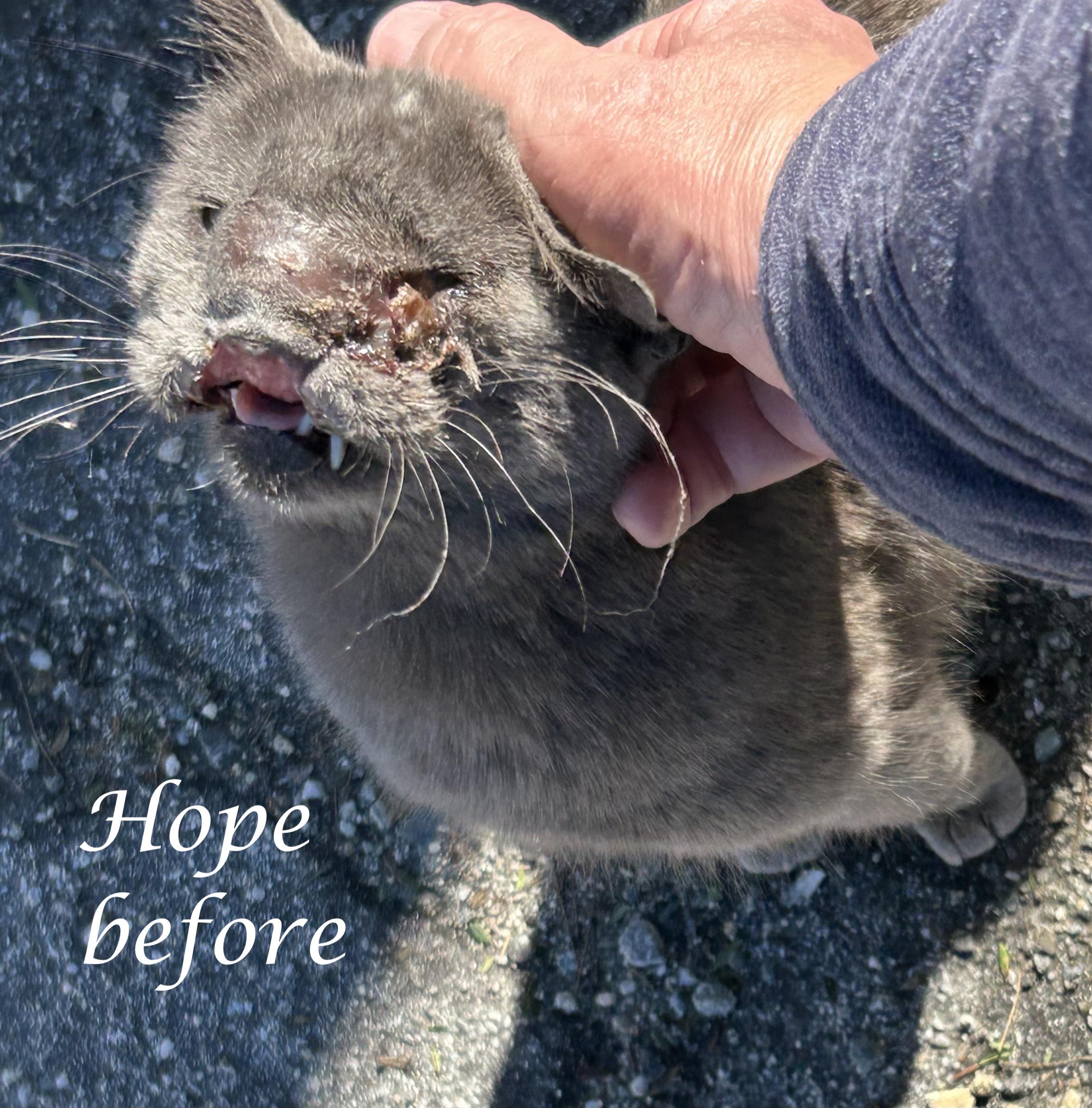 Enlarge HOPE, a ADOPTABLE mixed breed in Monrovia, CA image 3/3