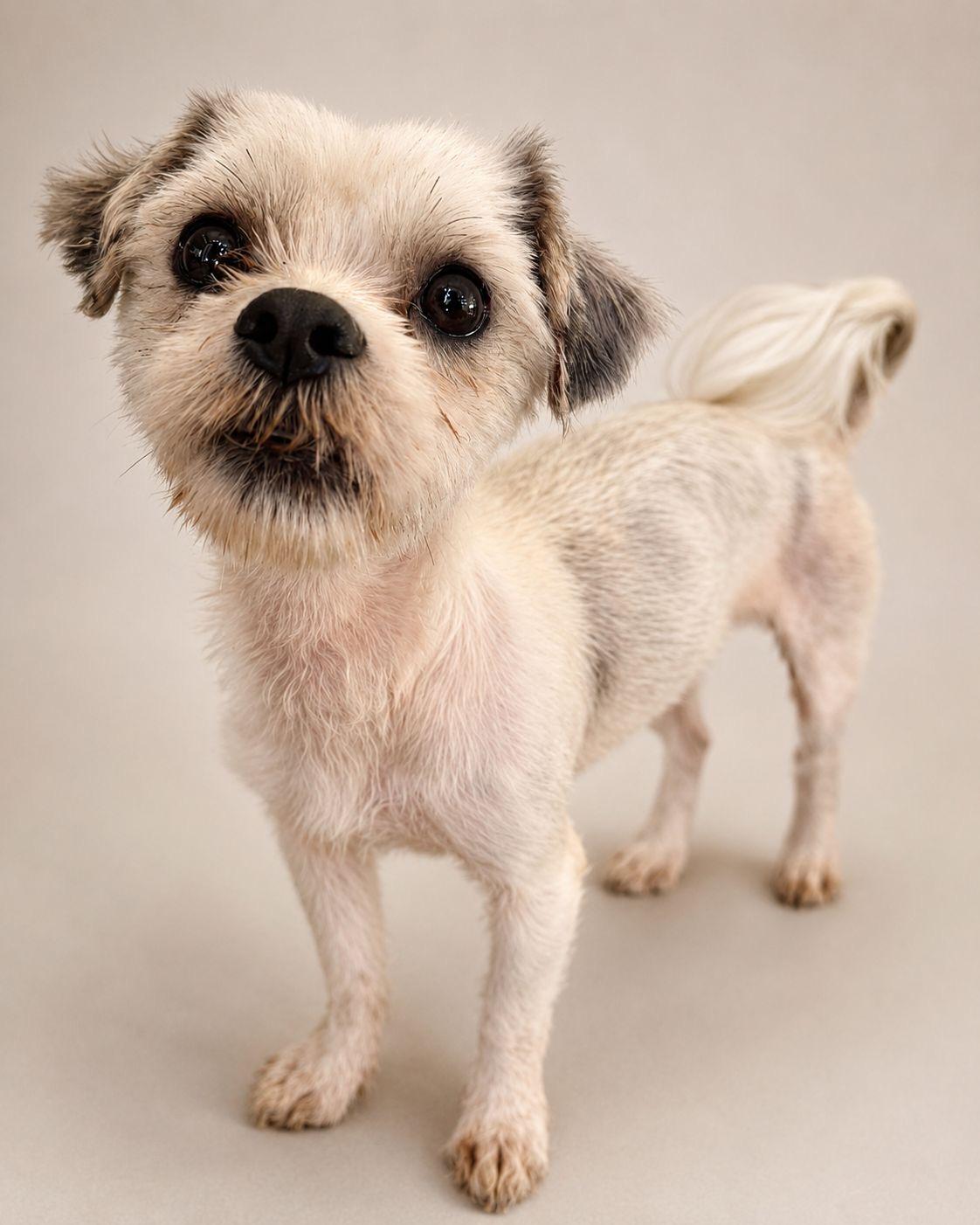 Major, adopted, Adult Male Maltese & Shih Tzu.