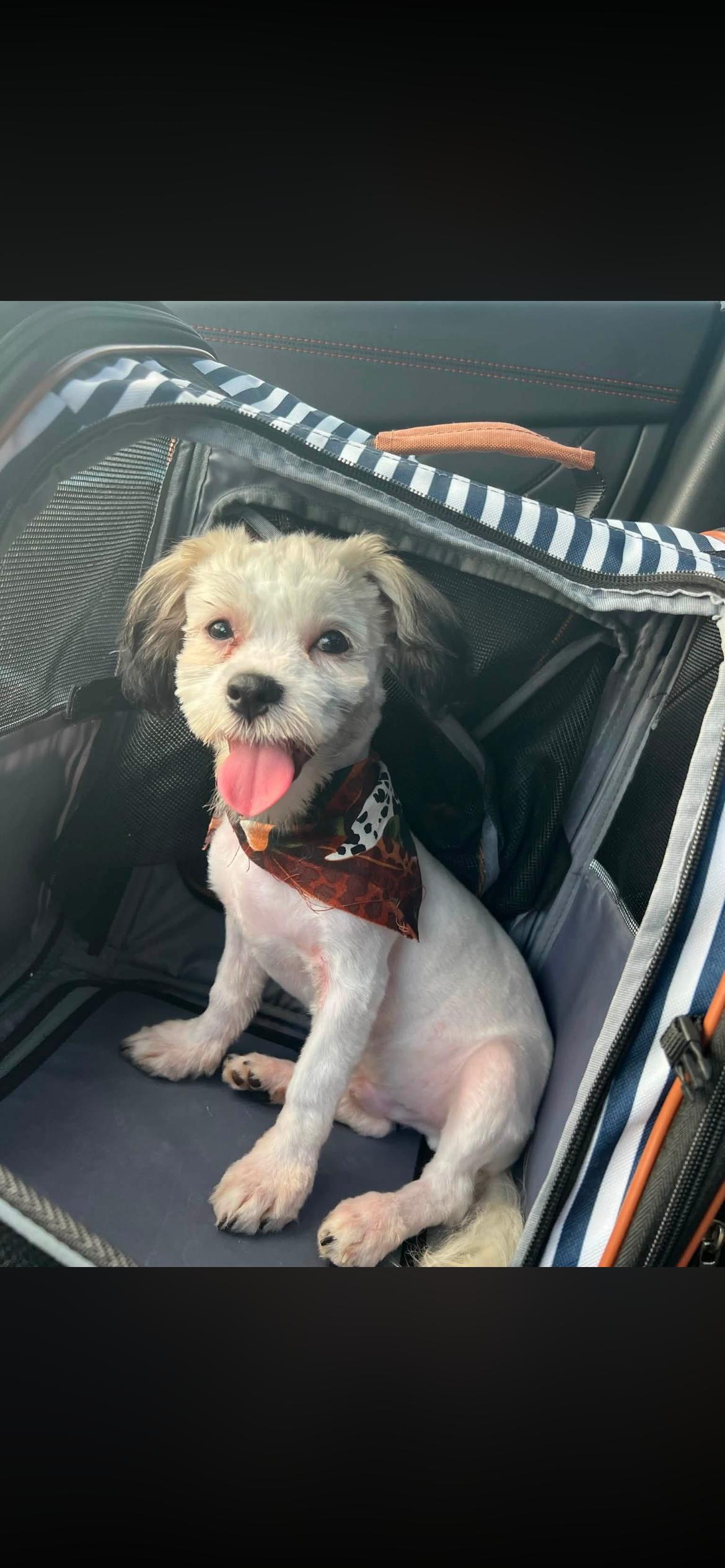 Major, an adopted mixed breed in Navarre, FL image 2/5