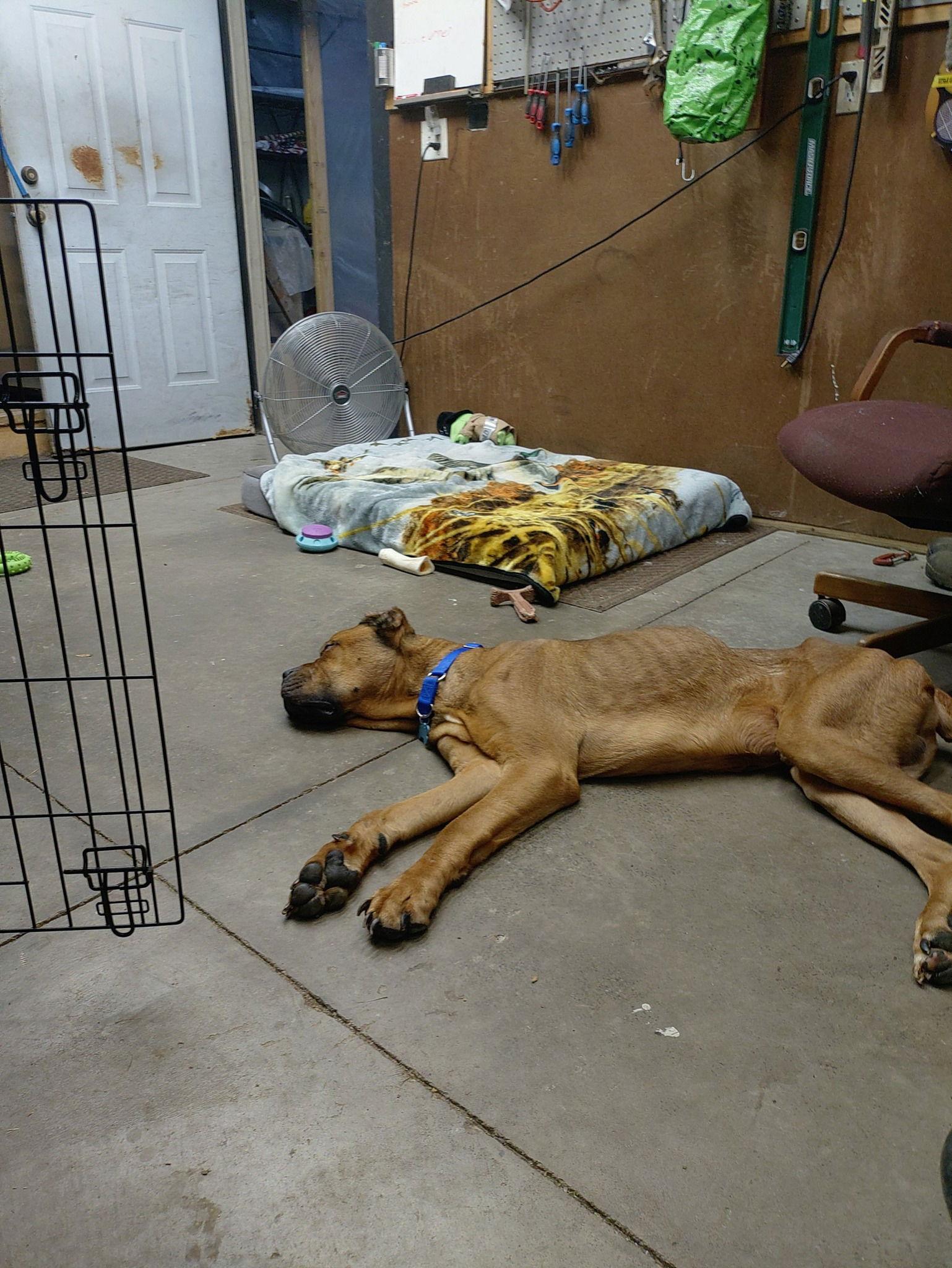 Slim, a Adoptable Cane Corso in Belleville, MI image 1/3