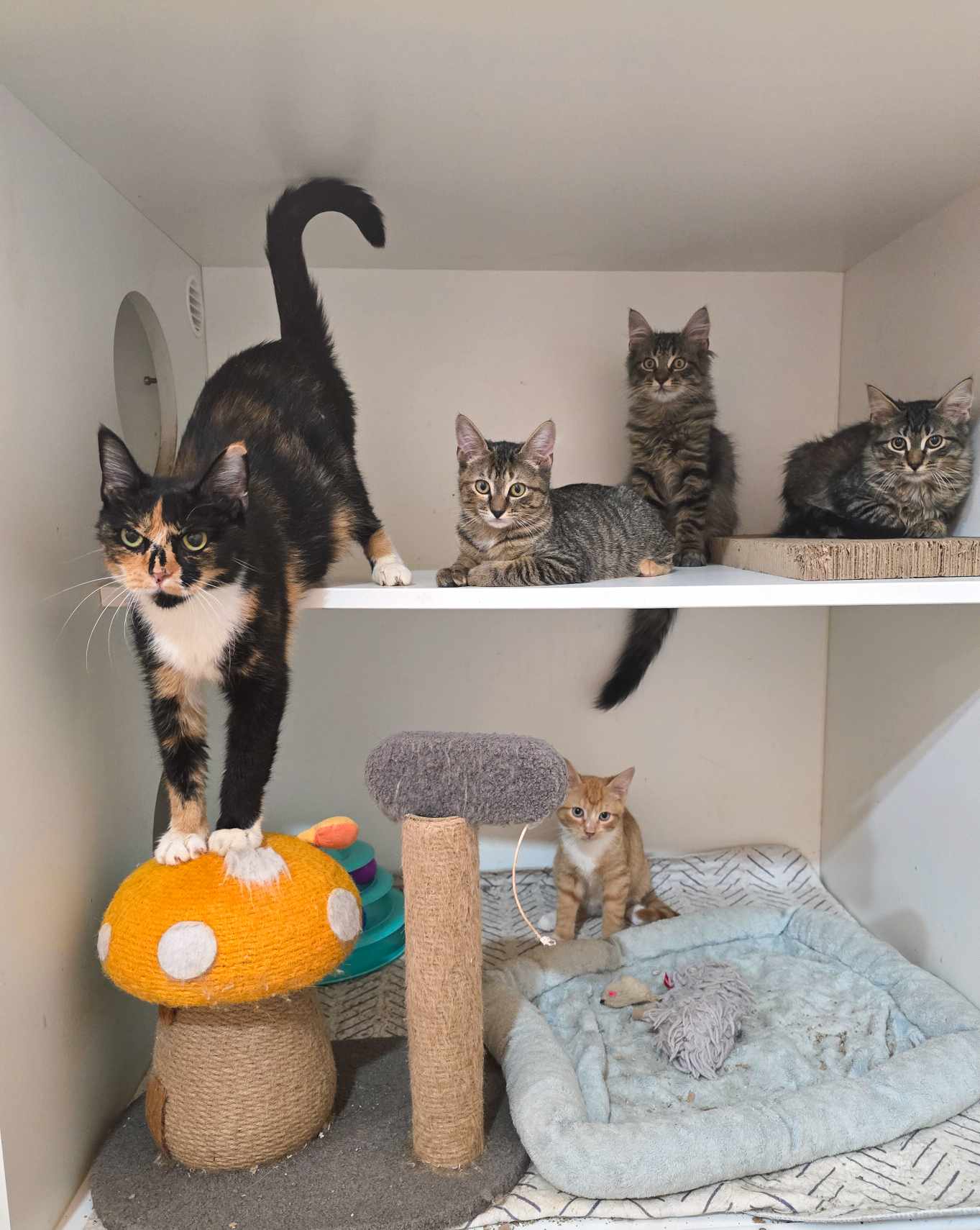 Cat for adoption Olive, a Calico in Mullica Hill, NJ Petfinder