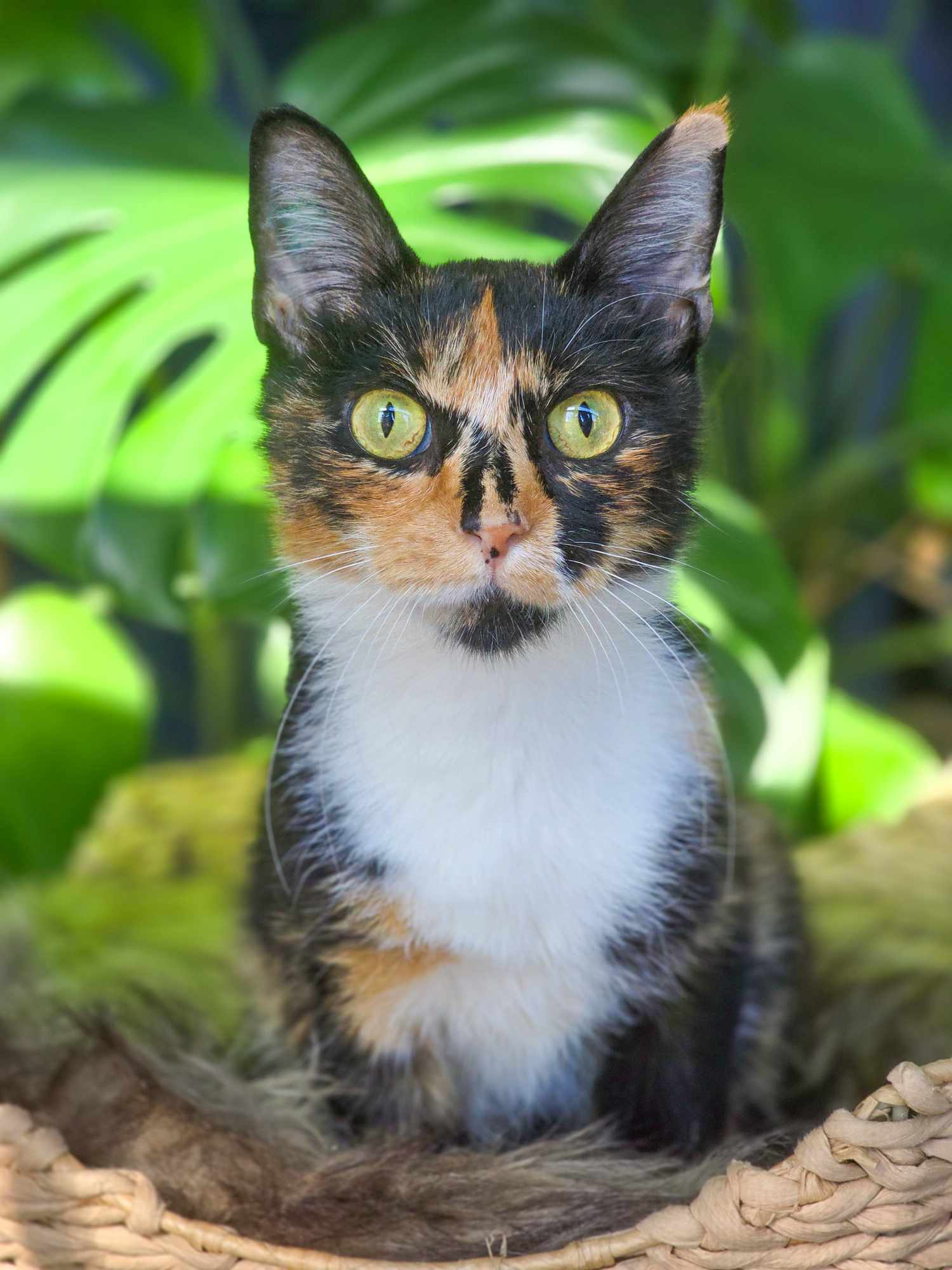 Cat for adoption Olive, a Calico in Mullica Hill, NJ Petfinder