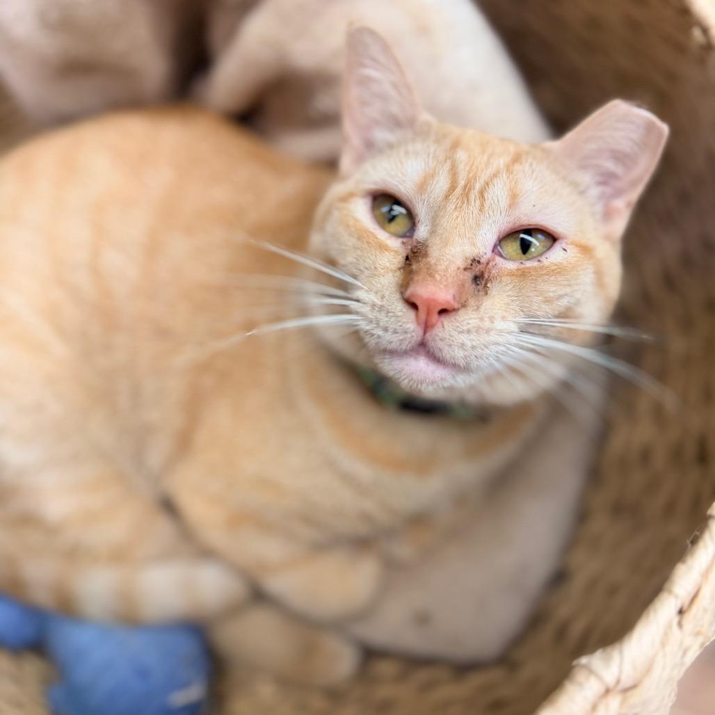 Enlarge Beezus (and Ramona), a Adoptable Domestic Short Hair in Mount Laurel, NJ image 5/6