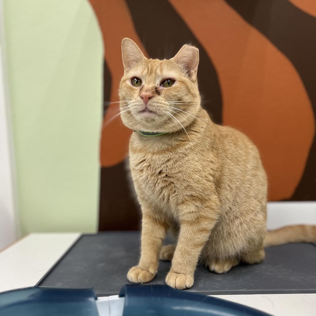 Enlarge Beezus (and Ramona), a Adoptable Domestic Short Hair in Mount Laurel, NJ image 6/6