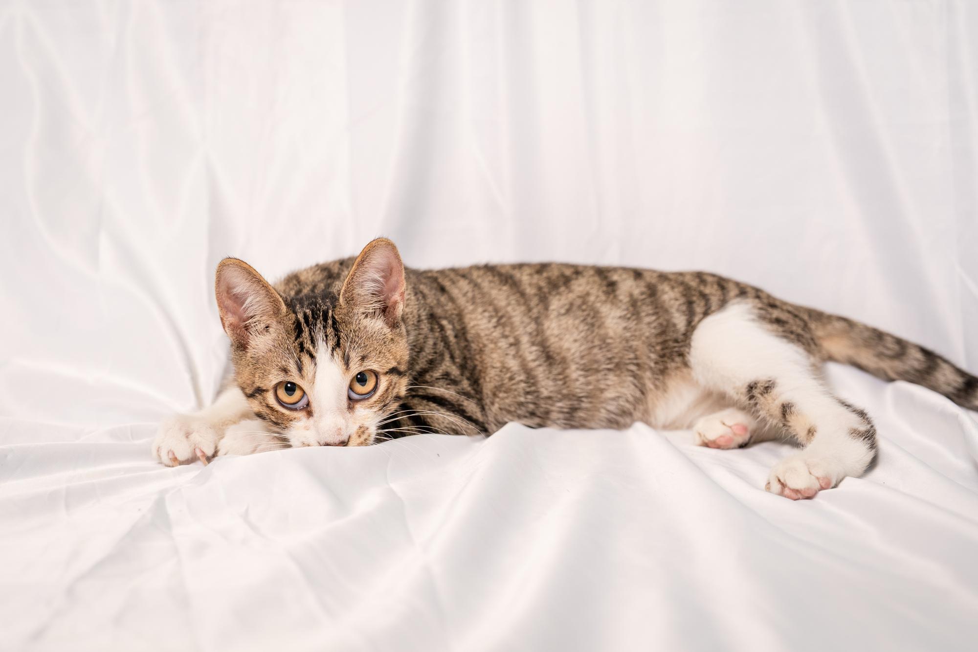 Enlarge Charlie, an adopted Domestic Short Hair in Ashland, VA image 4/5