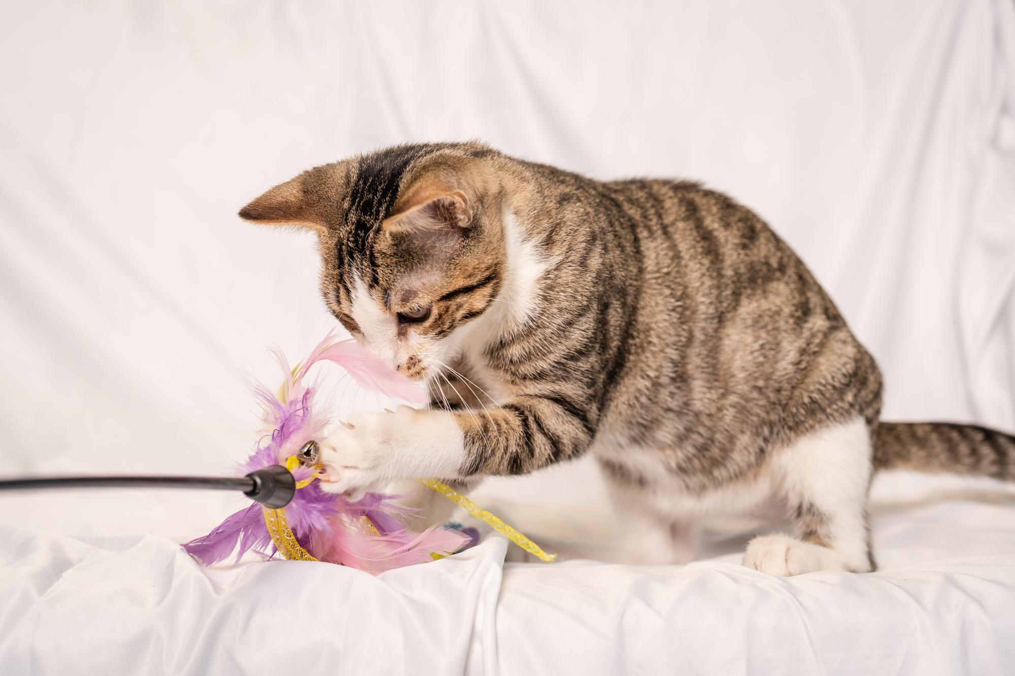 Enlarge Charlie, an adopted Domestic Short Hair in Ashland, VA image 5/5