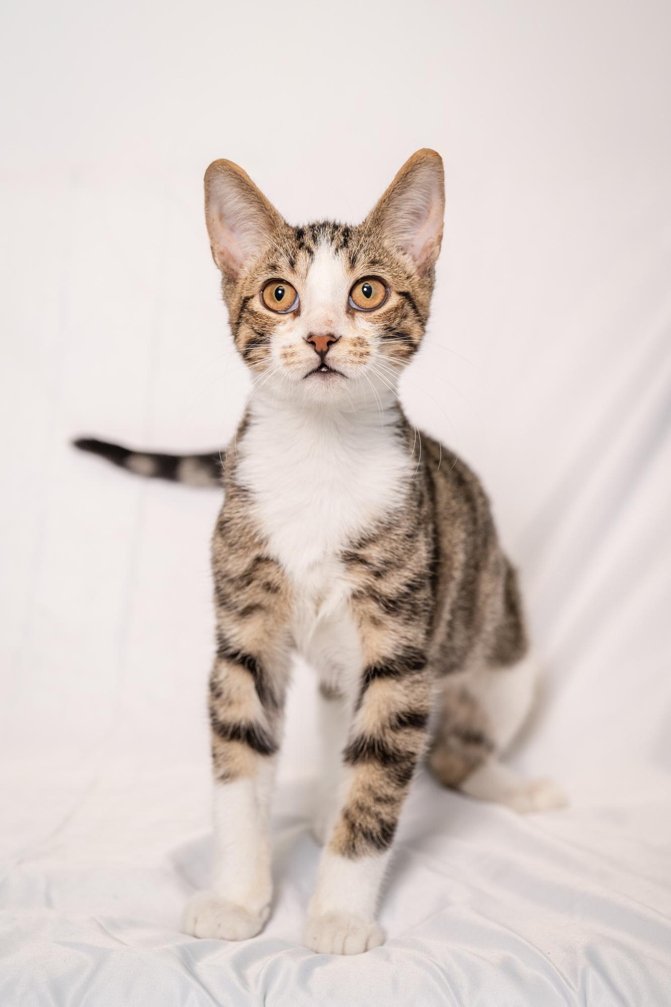 Charlie, adopted, Young Female Domestic Short Hair.