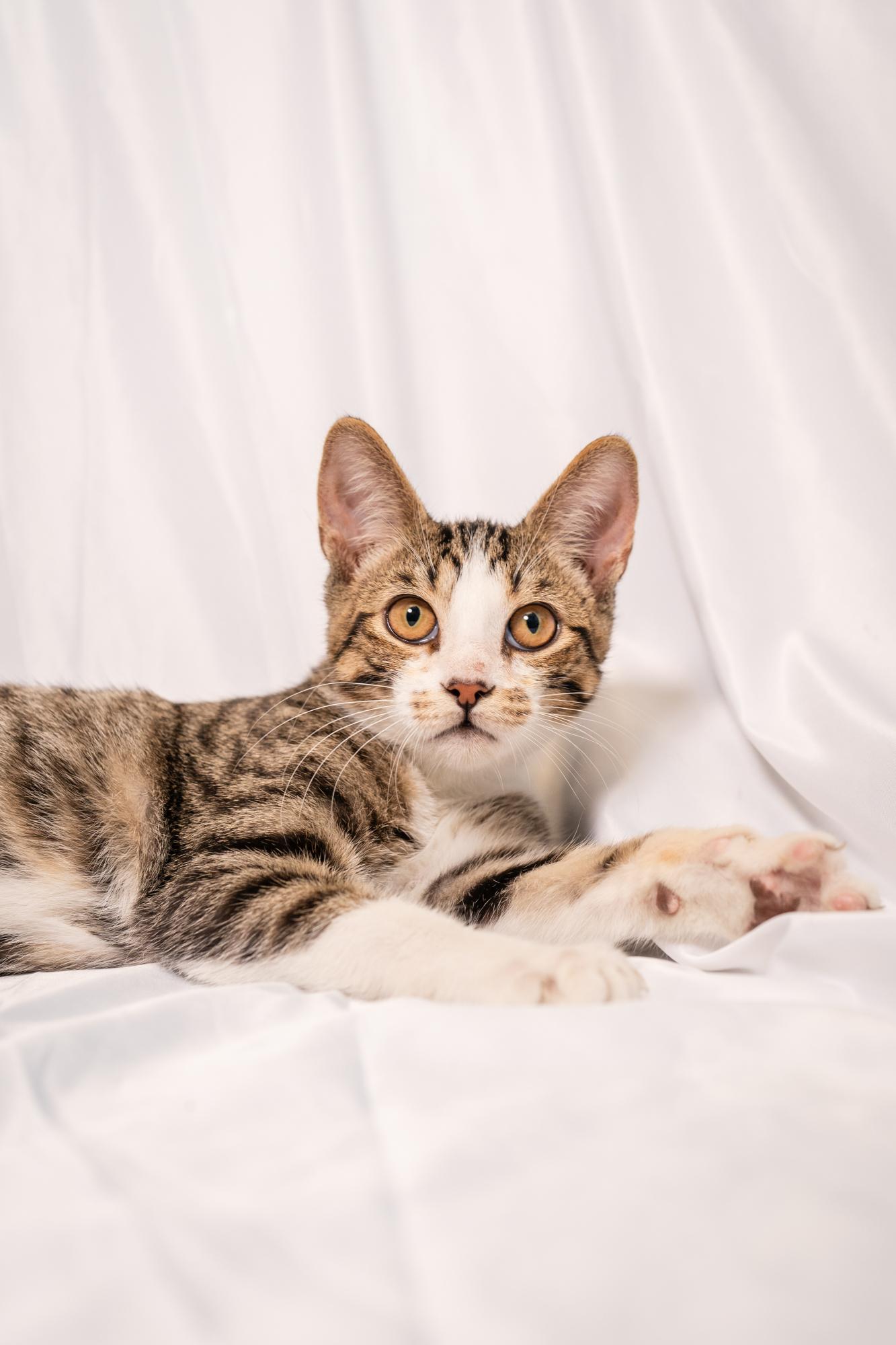 Enlarge Charlie, an adopted Domestic Short Hair in Ashland, VA image 2/5