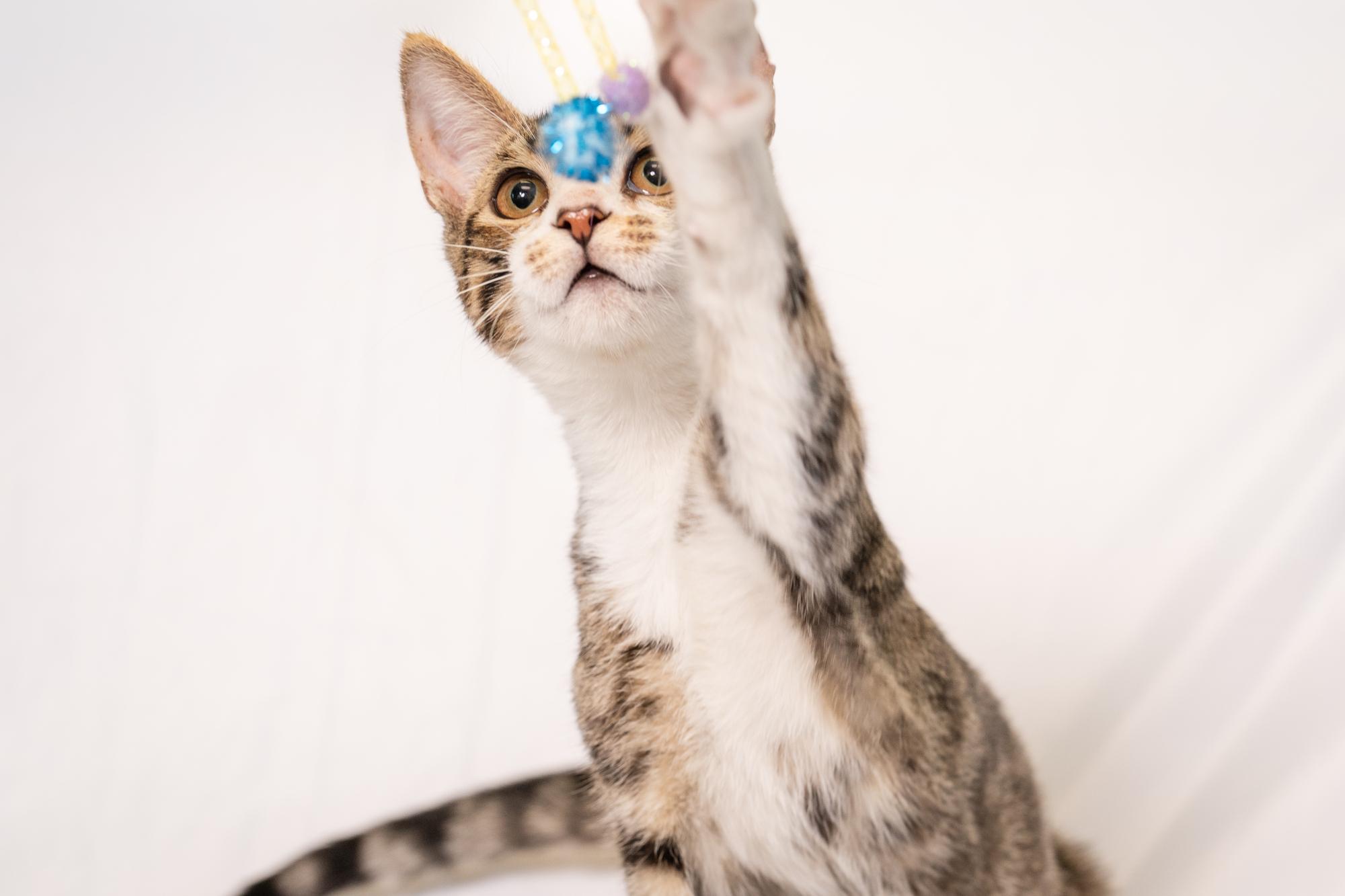 Enlarge Charlie, an adopted Domestic Short Hair in Ashland, VA image 3/5