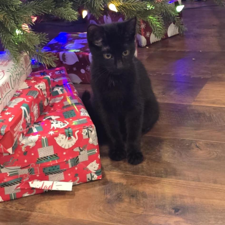 Bear, Adoptable, Kitten Female Domestic Short Hair.