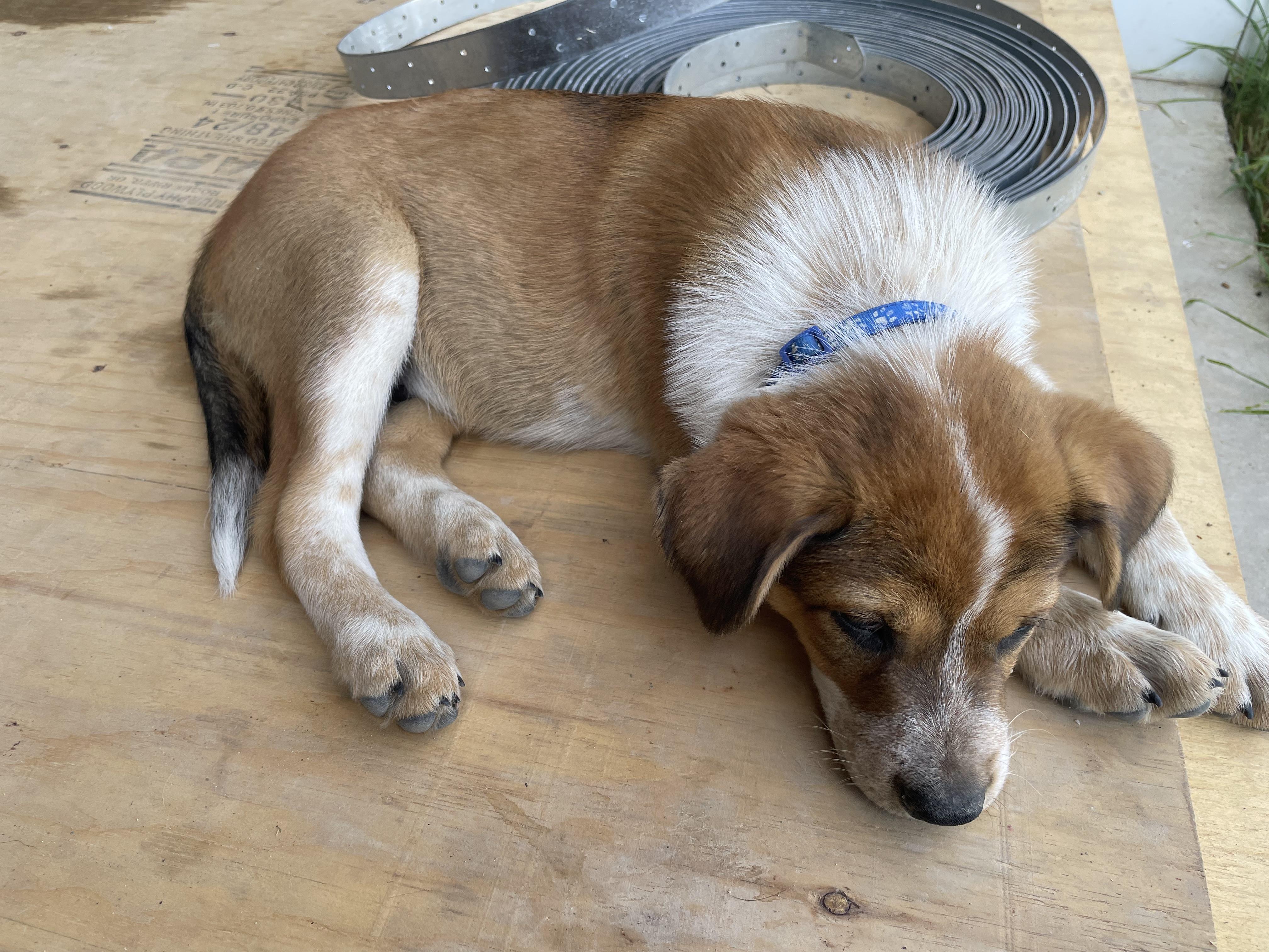 Enlarge Rocky, an adopted mixed breed in Sonora, CA image 2/2