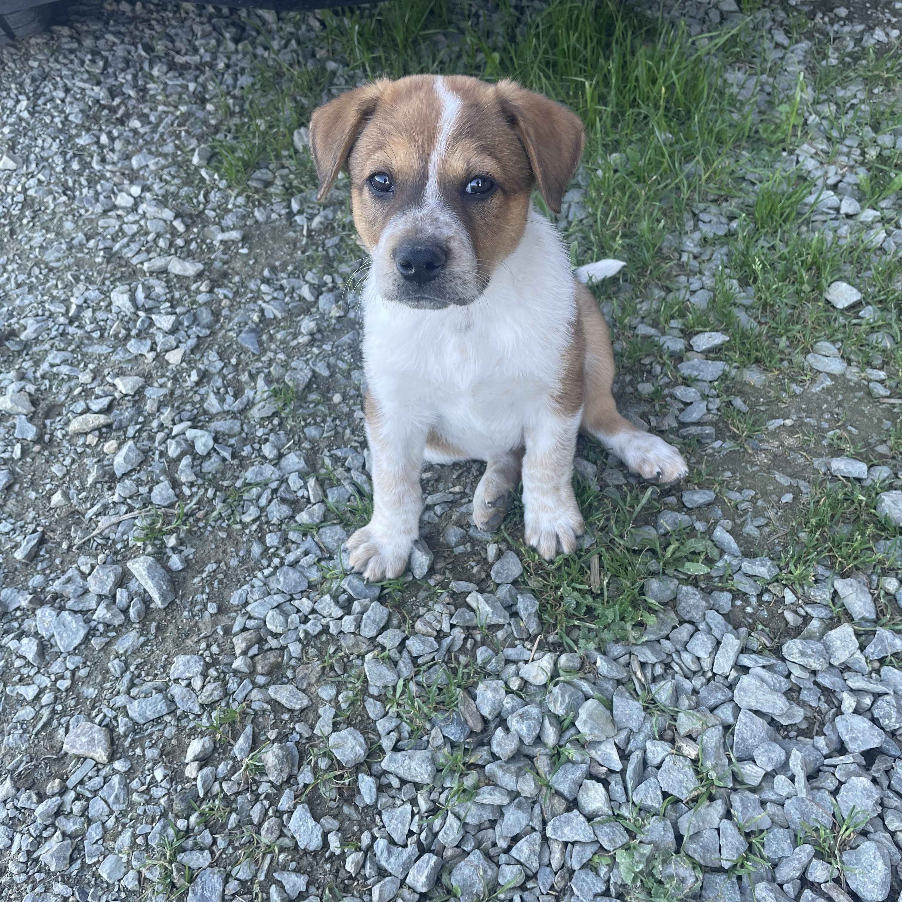 Enlarge Rocky, an adopted mixed breed in Sonora, CA image 1/2