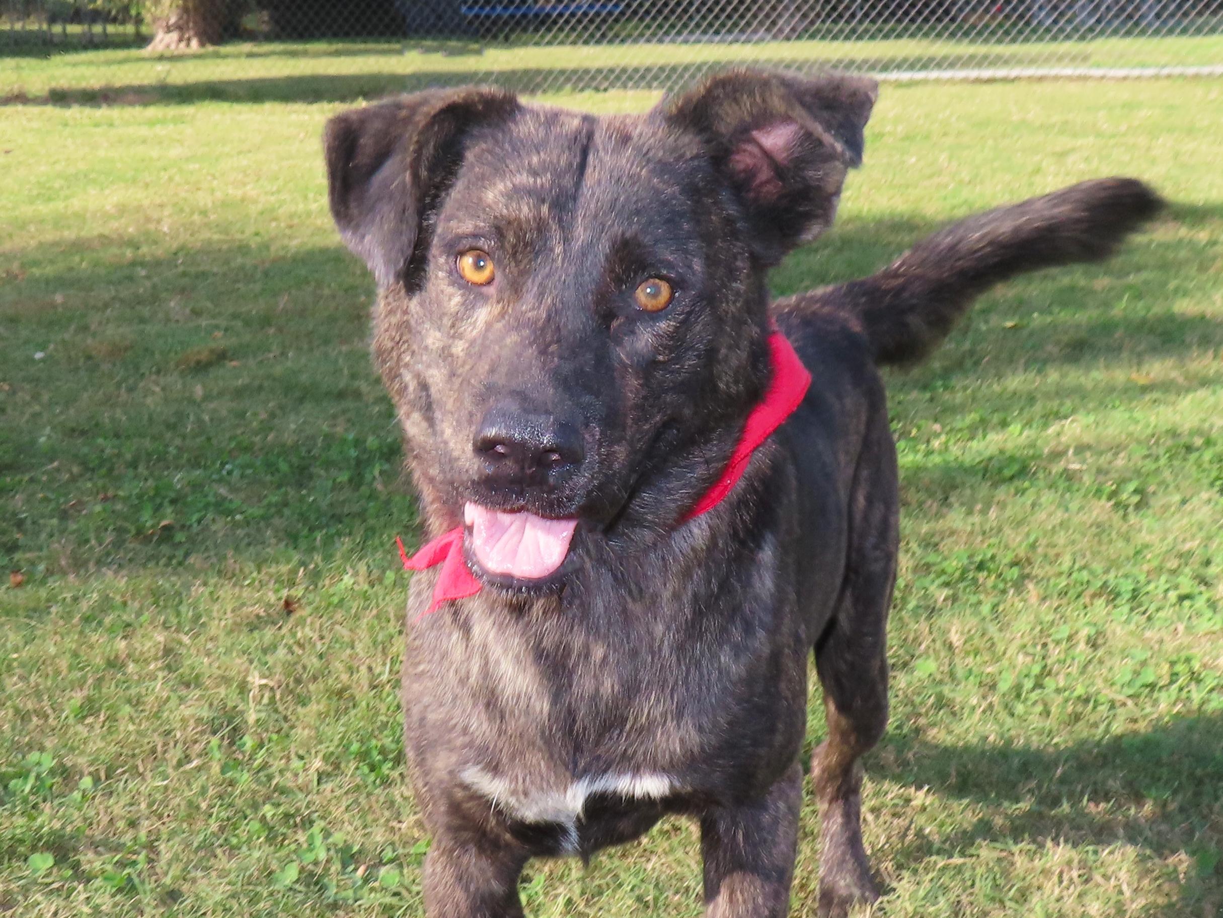 Dexter 25C-261B, Adoptable, Young Male Plott Hound.