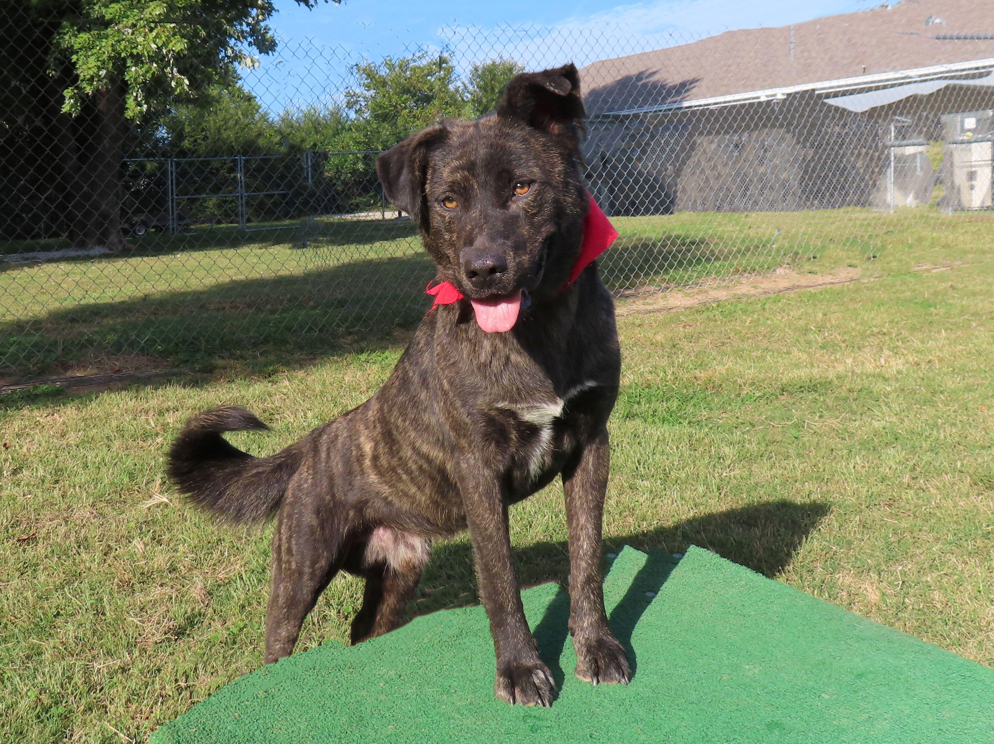 Dexter  Cb thumbnail 2