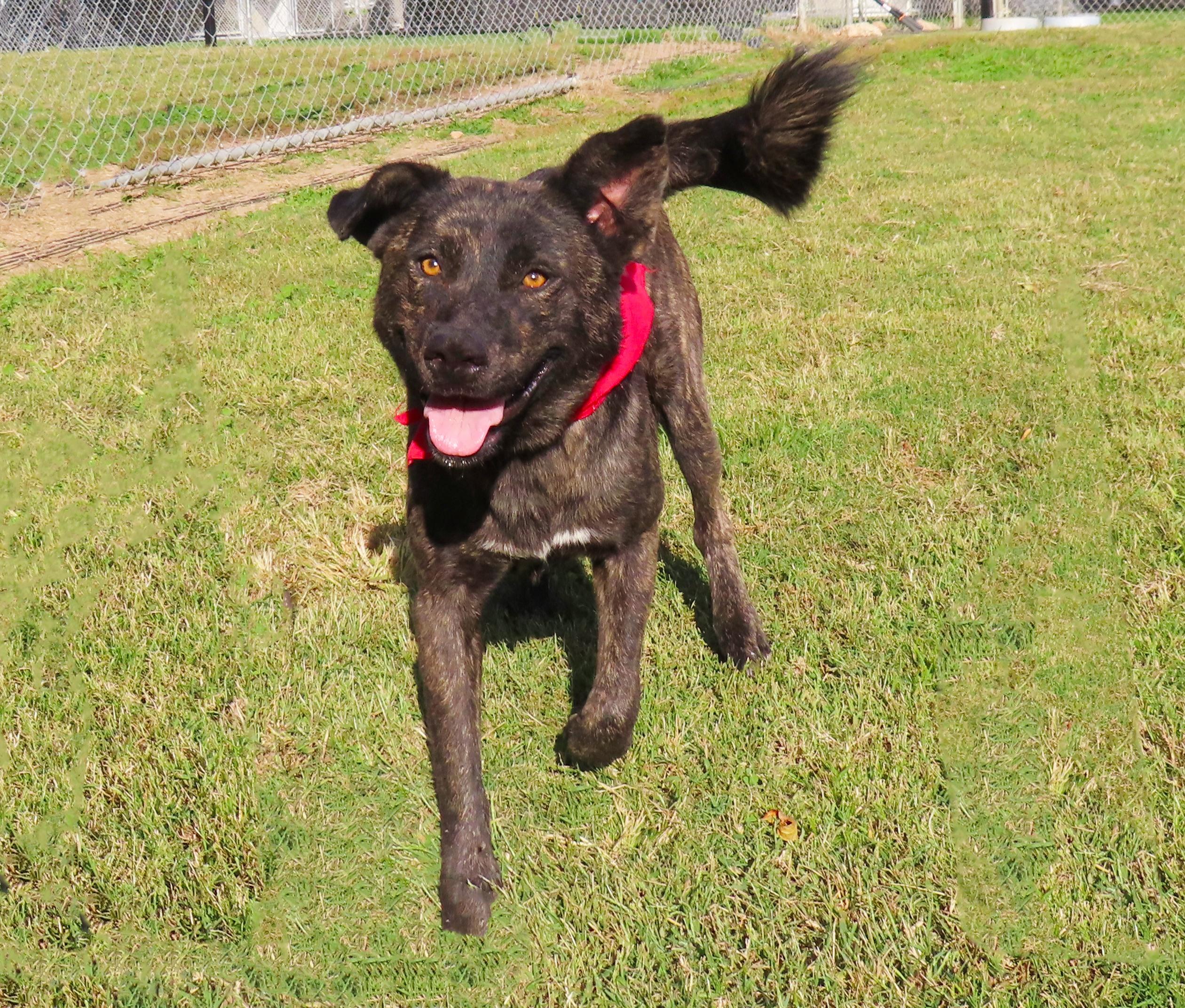 Dexter  Cb thumbnail 5