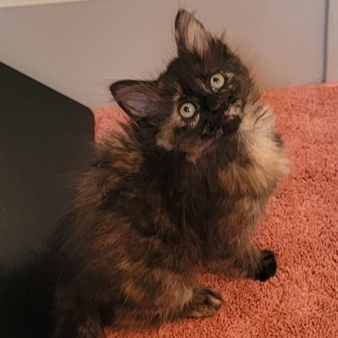 Turtle Adopted 8.5.26, a ADOPTABLE Domestic Medium Hair in Wyandotte, MI image 4/4