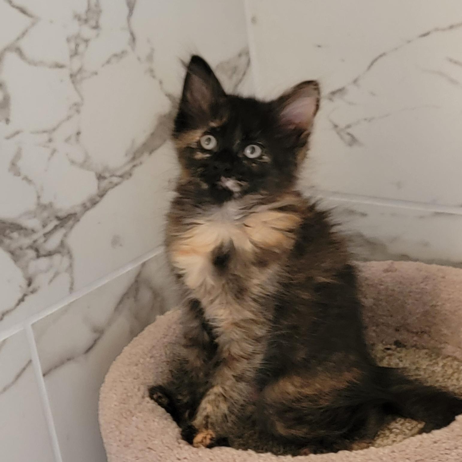 Turtle Adopted 8.5.26, ADOPTABLE, Kitten Female Domestic Medium Hair.