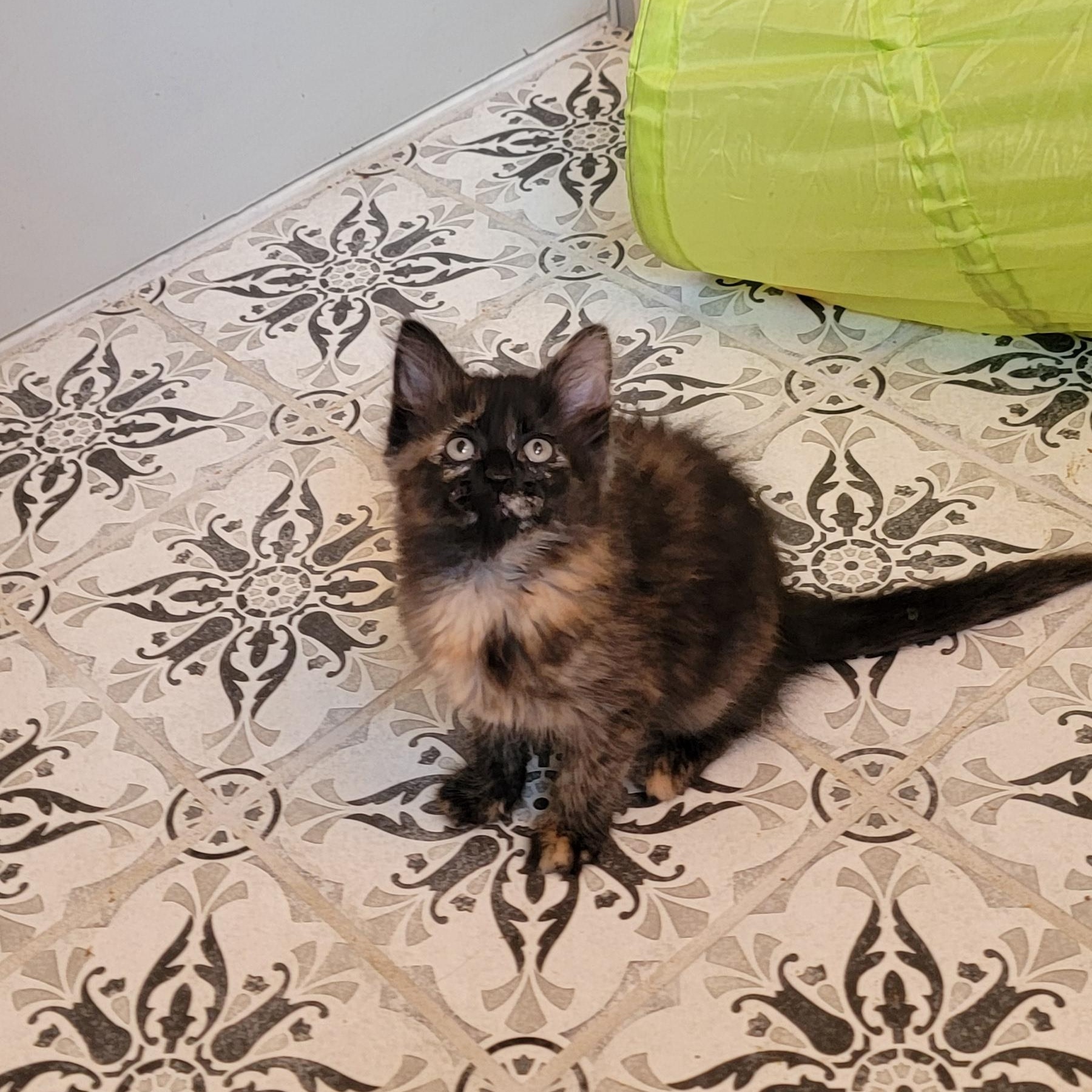 Turtle Adopted 8.5.26, a ADOPTABLE Domestic Medium Hair in Wyandotte, MI image 3/4