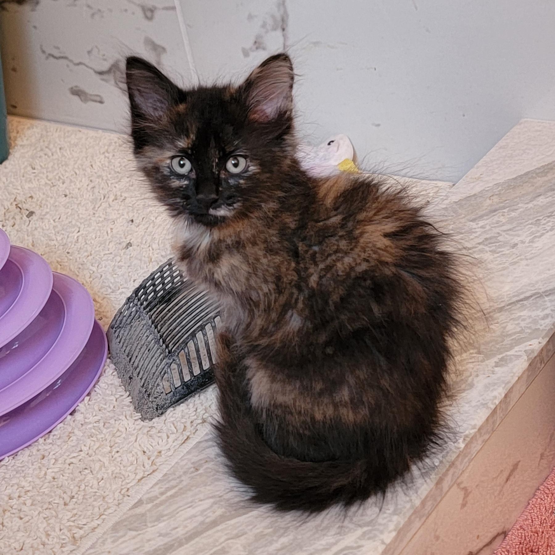 Turtle Adopted 8.5.26, a ADOPTABLE Domestic Medium Hair in Wyandotte, MI image 2/4