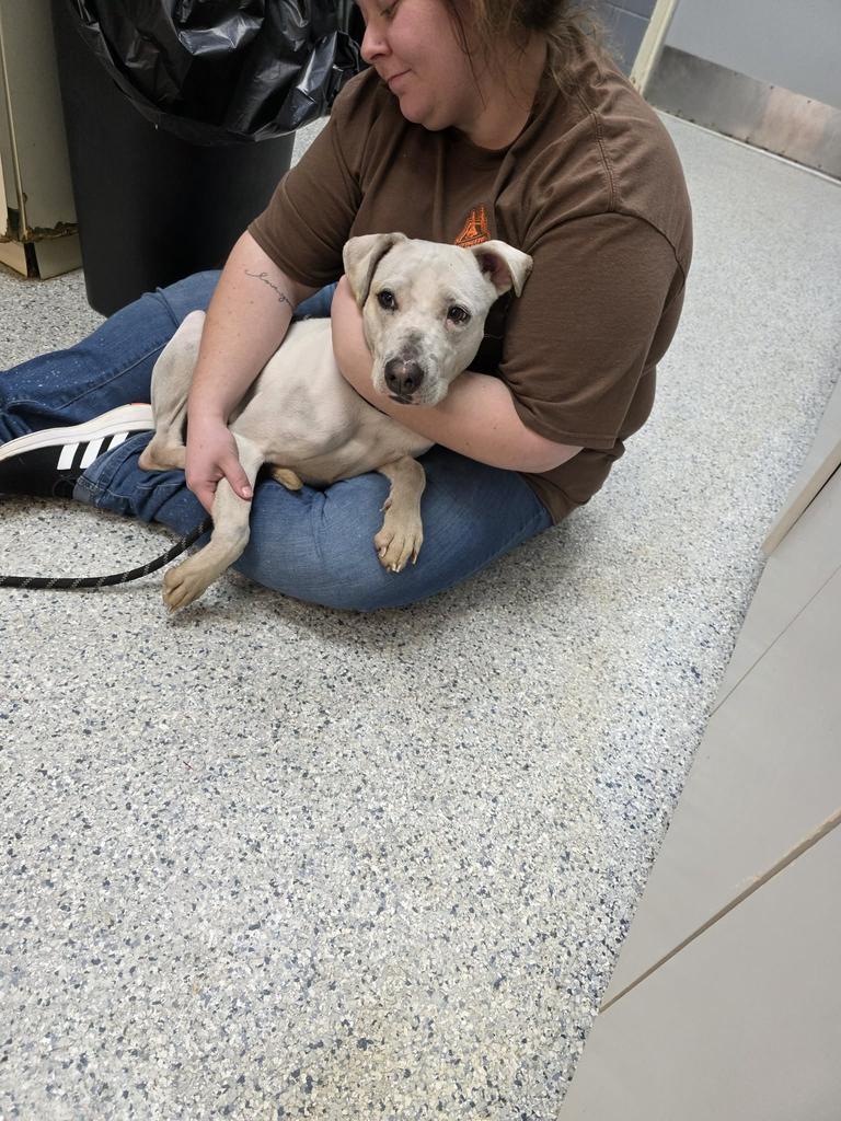 Enlarge Sassy, a Adoptable mixed breed in Livingston, LA image 1/2