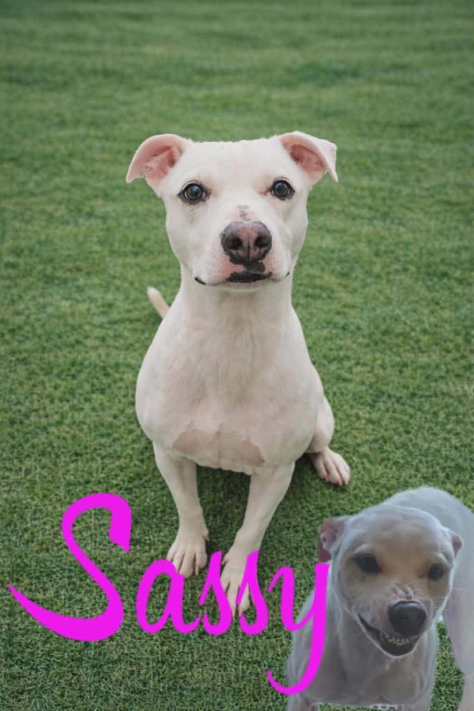 Enlarge Sassy, a Adoptable mixed breed in Livingston, LA image 2/2