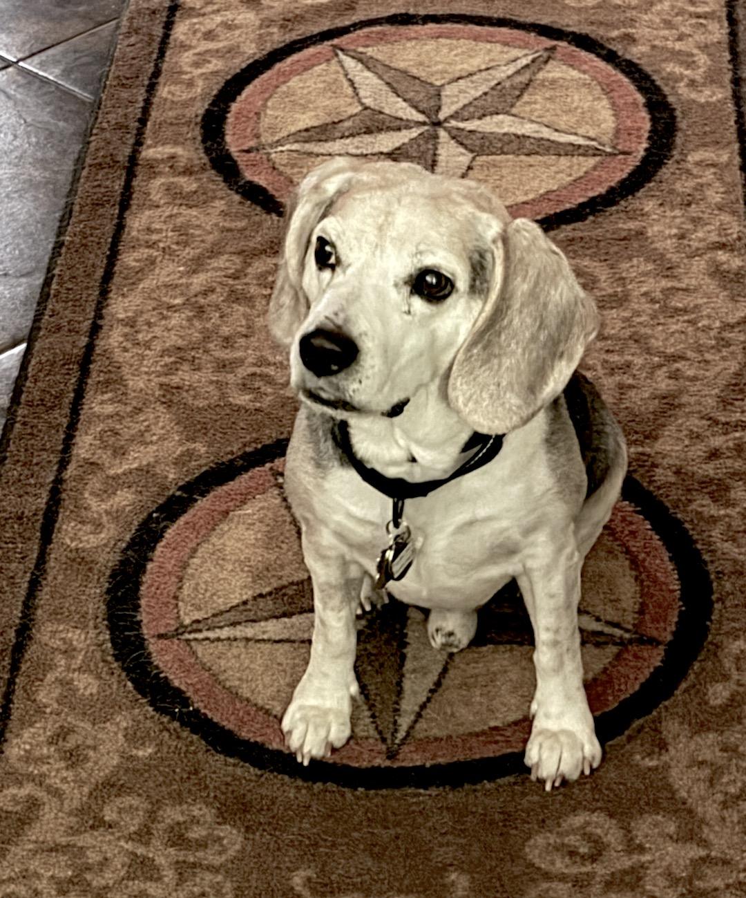 Enlarge Lincoln, an adopted Beagle in Tomball, TX image 4/6
