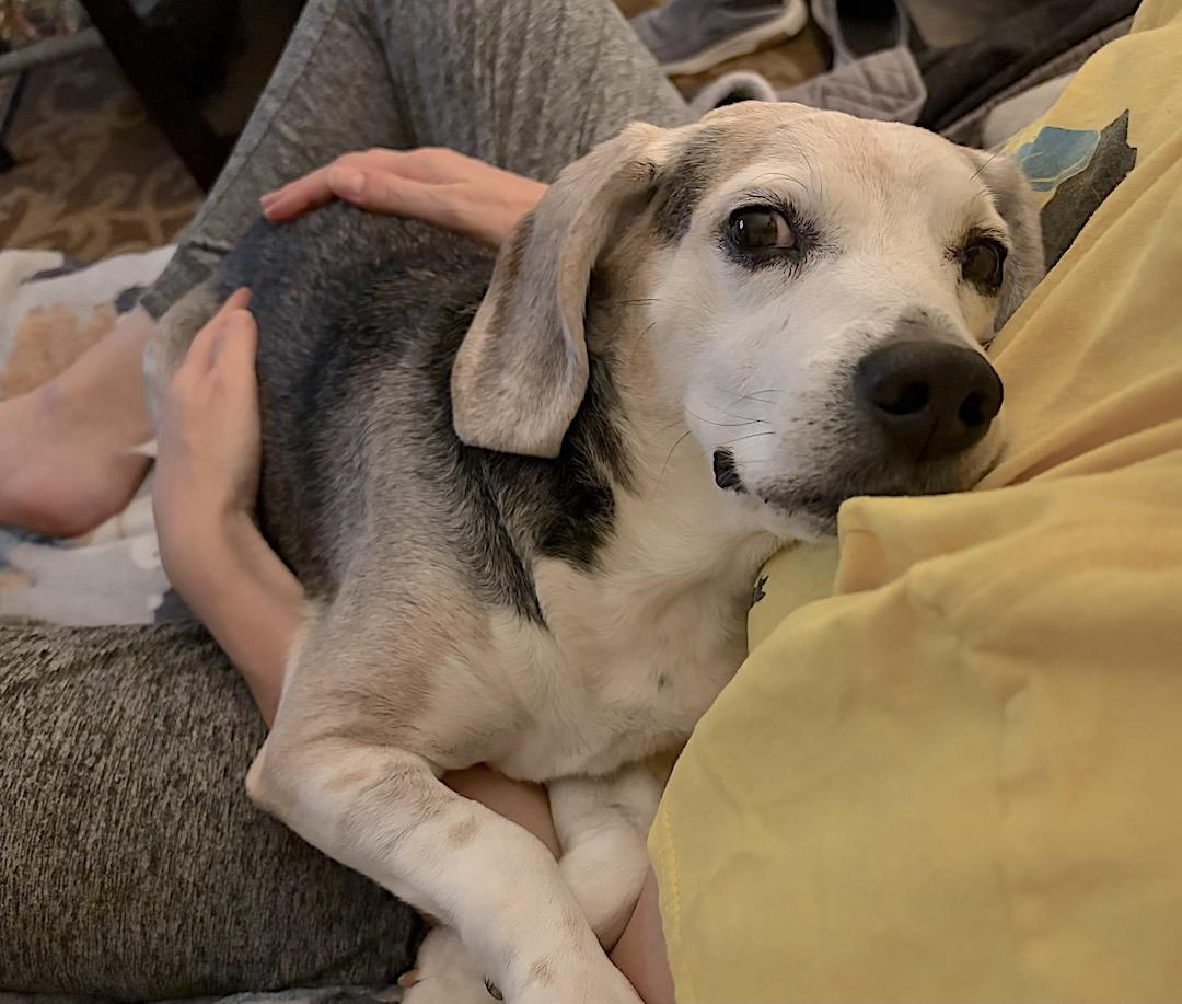 Enlarge Lincoln, an adopted Beagle in Tomball, TX image 3/6