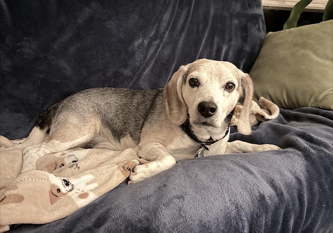 Enlarge Lincoln, an adopted Beagle in Tomball, TX image 2/6