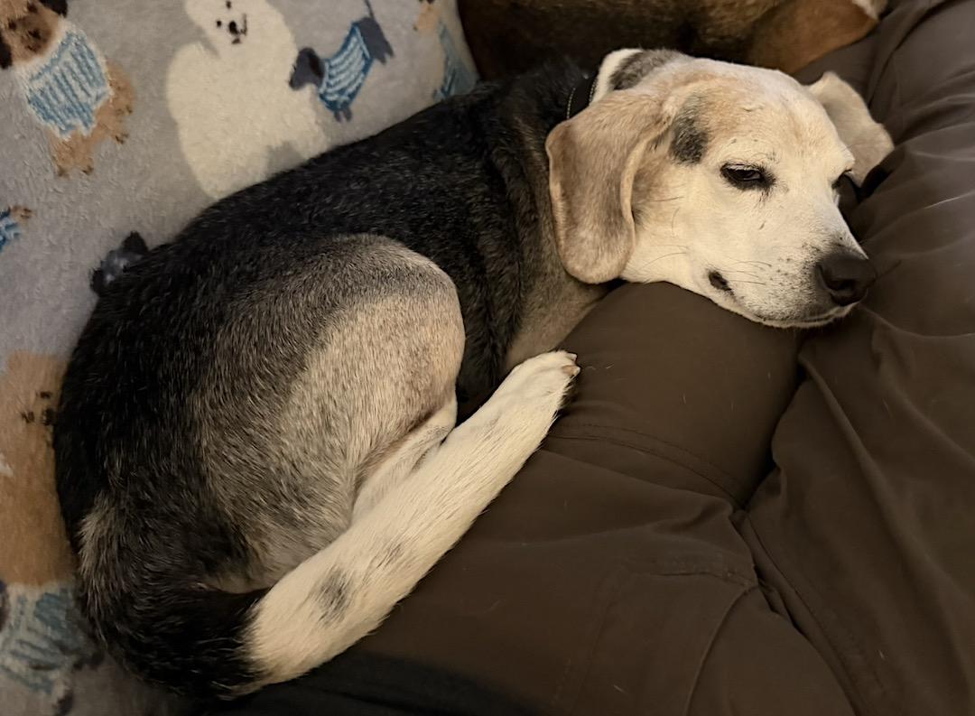 Enlarge Lincoln, an adopted Beagle in Tomball, TX image 6/6