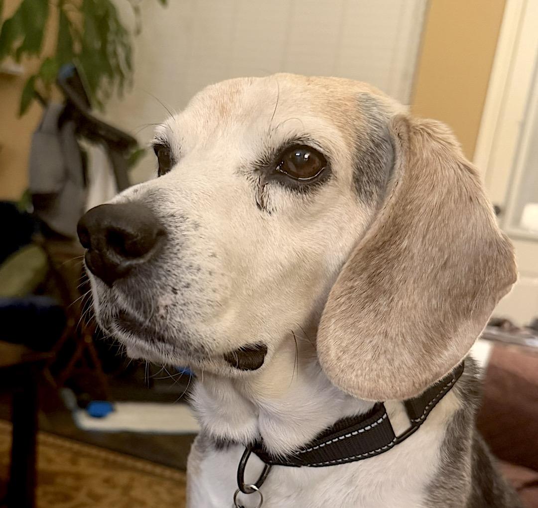 Lincoln, adopted, Senior Male Beagle.