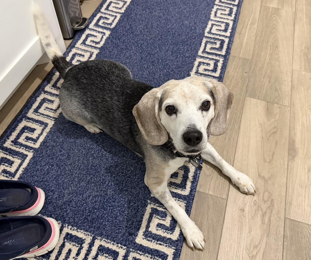 Enlarge Lincoln, an adopted Beagle in Tomball, TX image 5/6