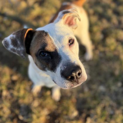 Enlarge Snickerdoodle, a Adoptable mixed breed in Merriam, KS image 1/3