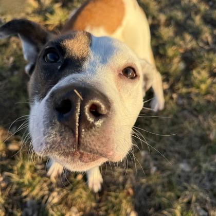 Enlarge Snickerdoodle, a Adoptable mixed breed in Merriam, KS image 2/3