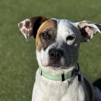 Enlarge Snickerdoodle, a Adoptable mixed breed in Merriam, KS image 3/3
