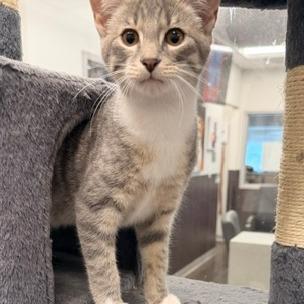 Enlarge Merle, a Adoptable Domestic Short Hair in Horn Lake, MS image 1/1