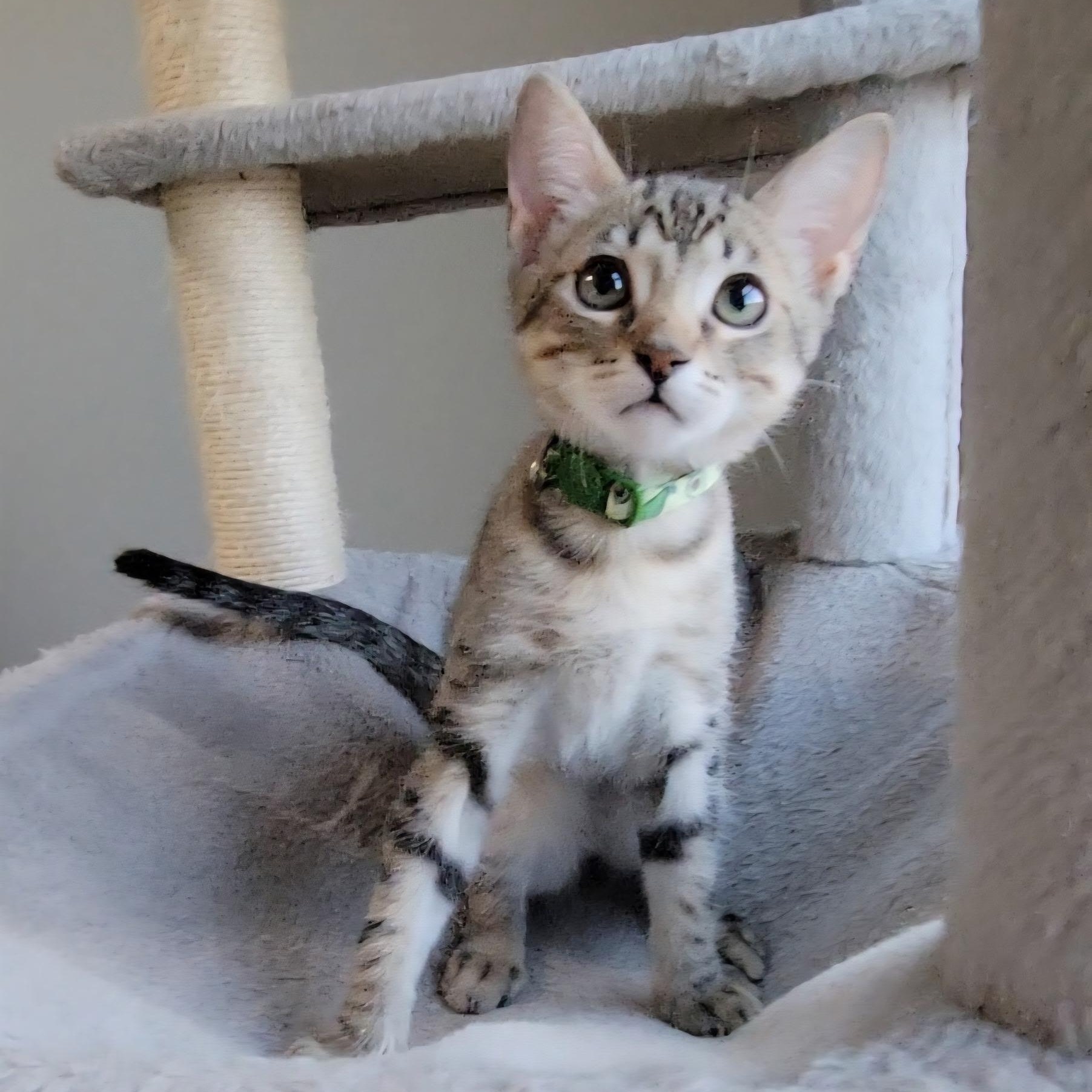 Kenai, Adoptable, Kitten Male Domestic Short Hair.