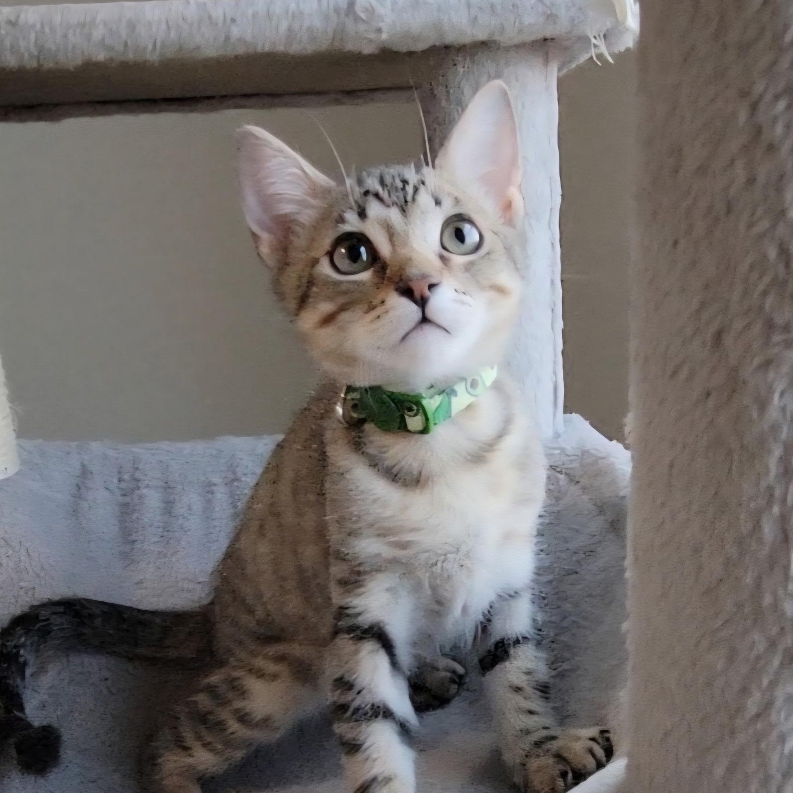 Enlarge Kenai, a Adoptable Domestic Short Hair in Litchfield Park, AZ image 2/2