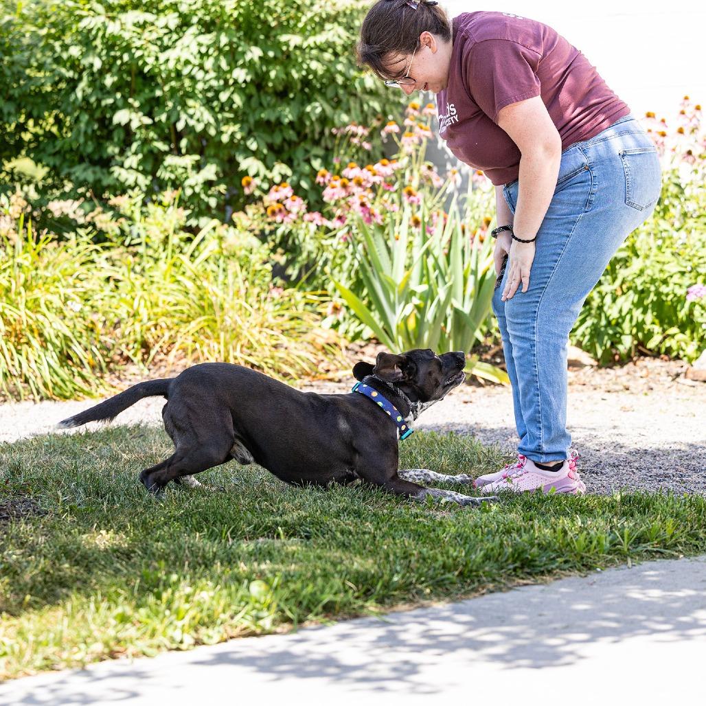 Barnaby, Adoptable, Adult Male Black Labrador Retriever & Mixed Breed.