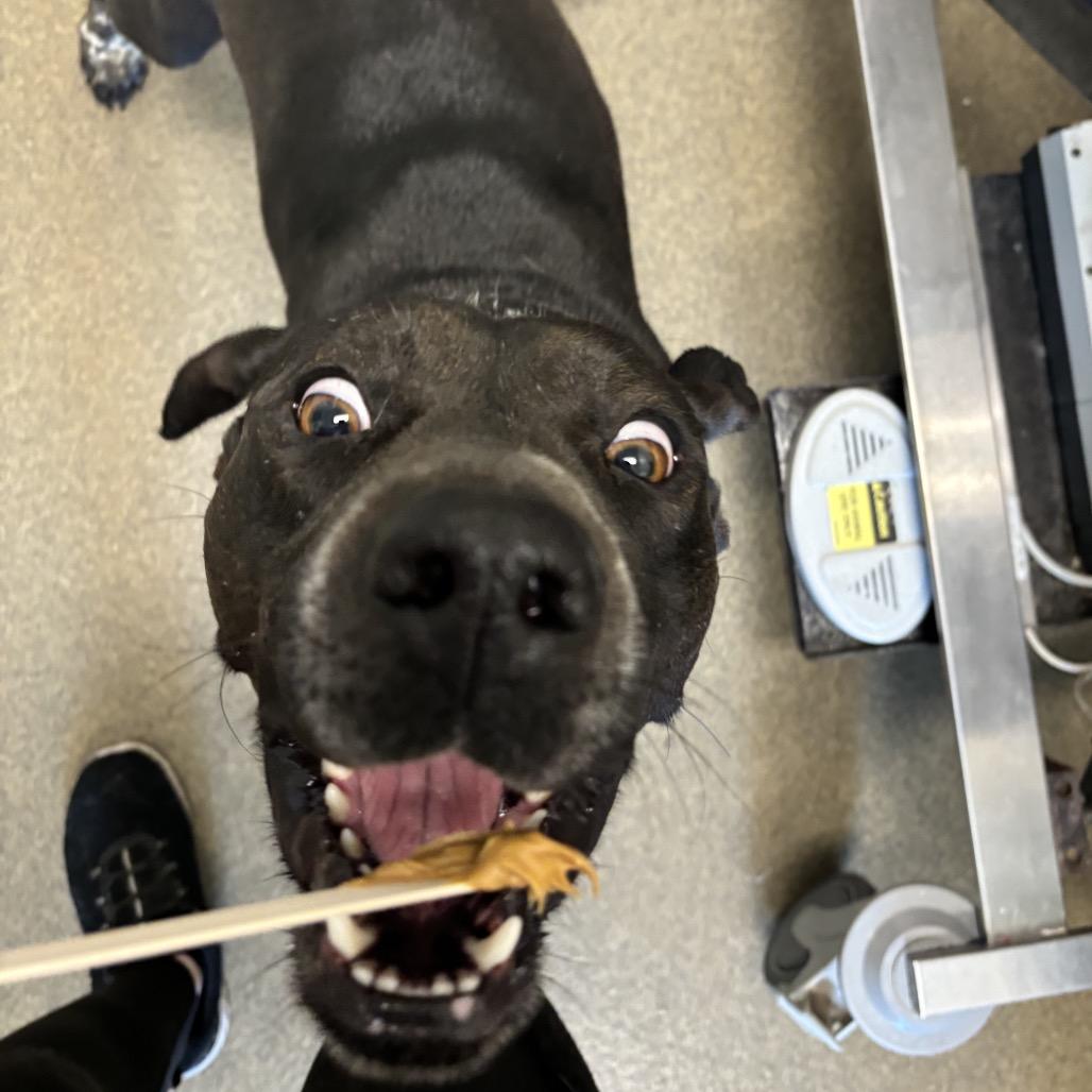 Barnaby, a Adoptable mixed breed in Council Bluffs, IA image 2/6