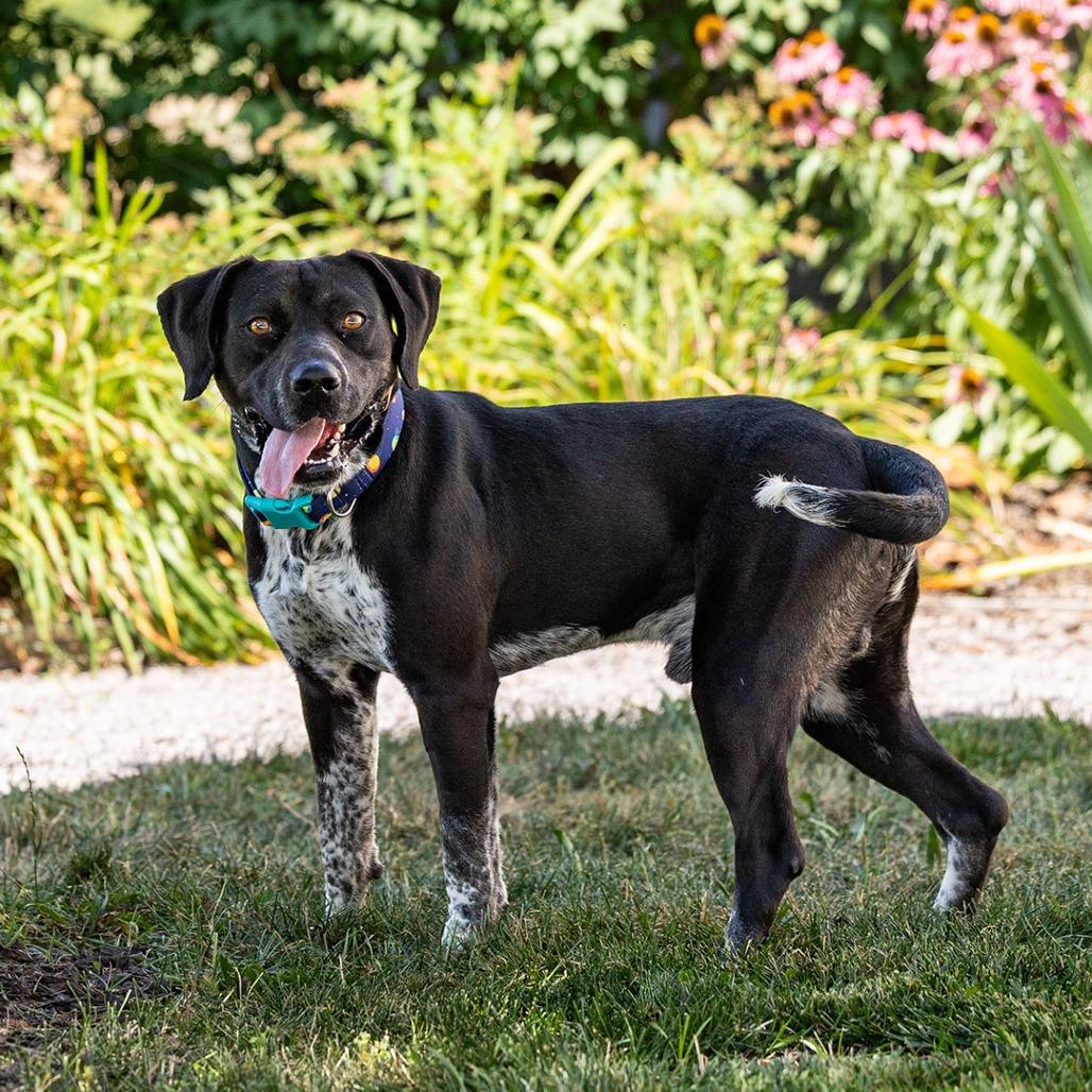 Barnaby, a Adoptable mixed breed in Council Bluffs, IA image 3/6