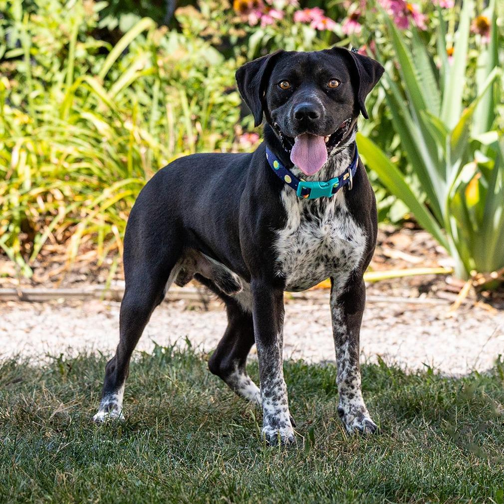 Barnaby, a Adoptable mixed breed in Council Bluffs, IA image 4/6