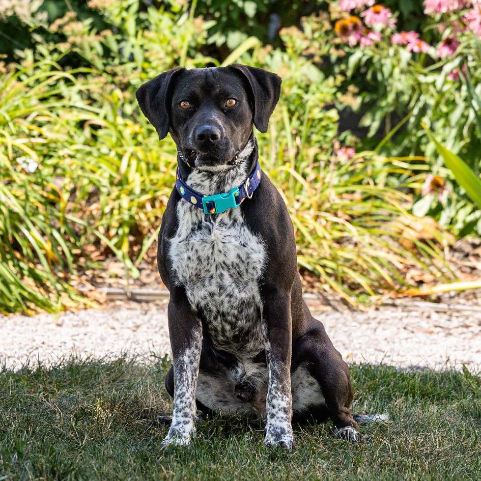 Barnaby, a Adoptable mixed breed in Council Bluffs, IA image 5/6