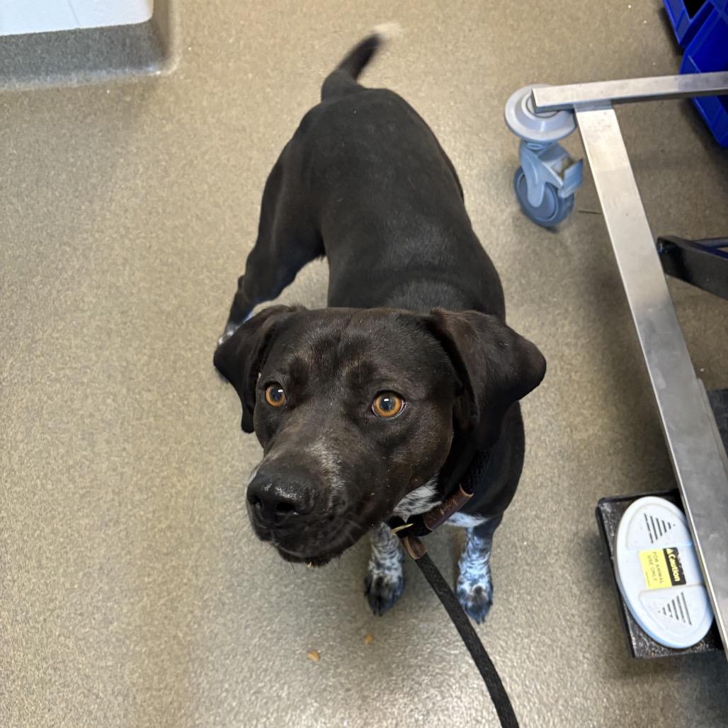 Barnaby, a Adoptable mixed breed in Council Bluffs, IA image 6/6